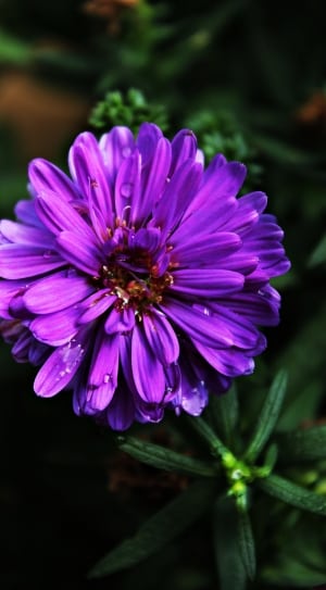 Dahlia, Purple, Violet, Blossom, Bloom, flower, purple thumbnail