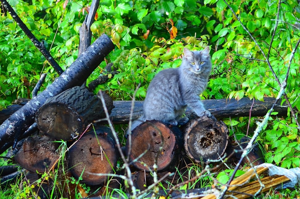wood pile and cat preview