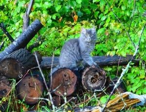 wood pile and cat thumbnail