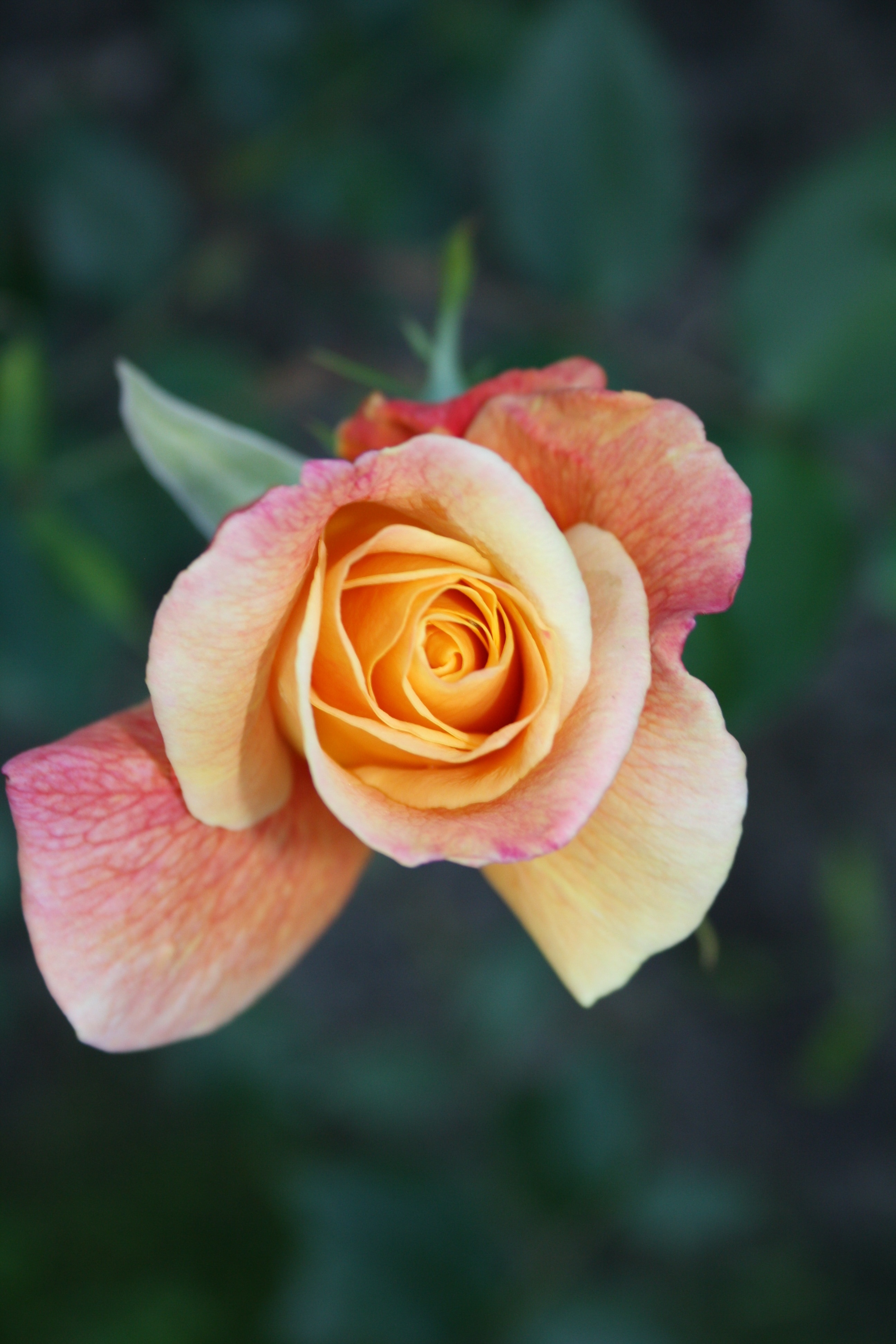 close up view of beige and pink rose
