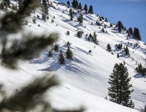 mountain of snow covering trees thumbnail
