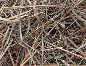 brown dried grass field free image | Peakpx