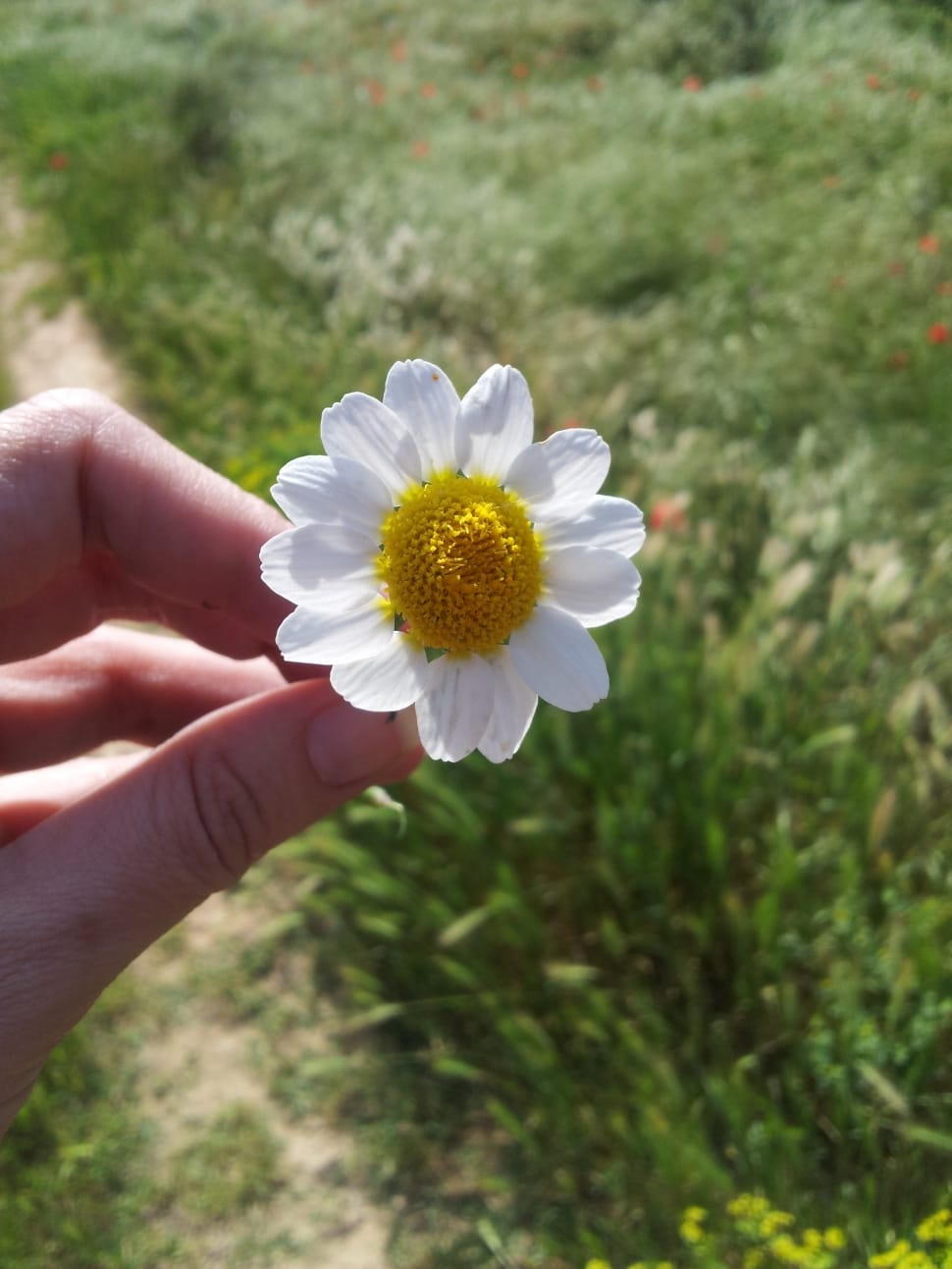 human hand holding white single petaled dahlia preview