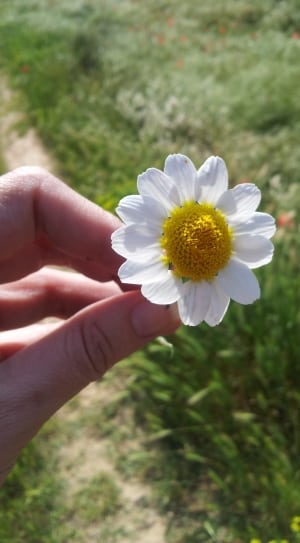human hand holding white single petaled dahlia thumbnail