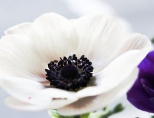 white cluster flower thumbnail