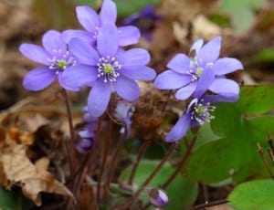 purple hepatica flowers thumbnail