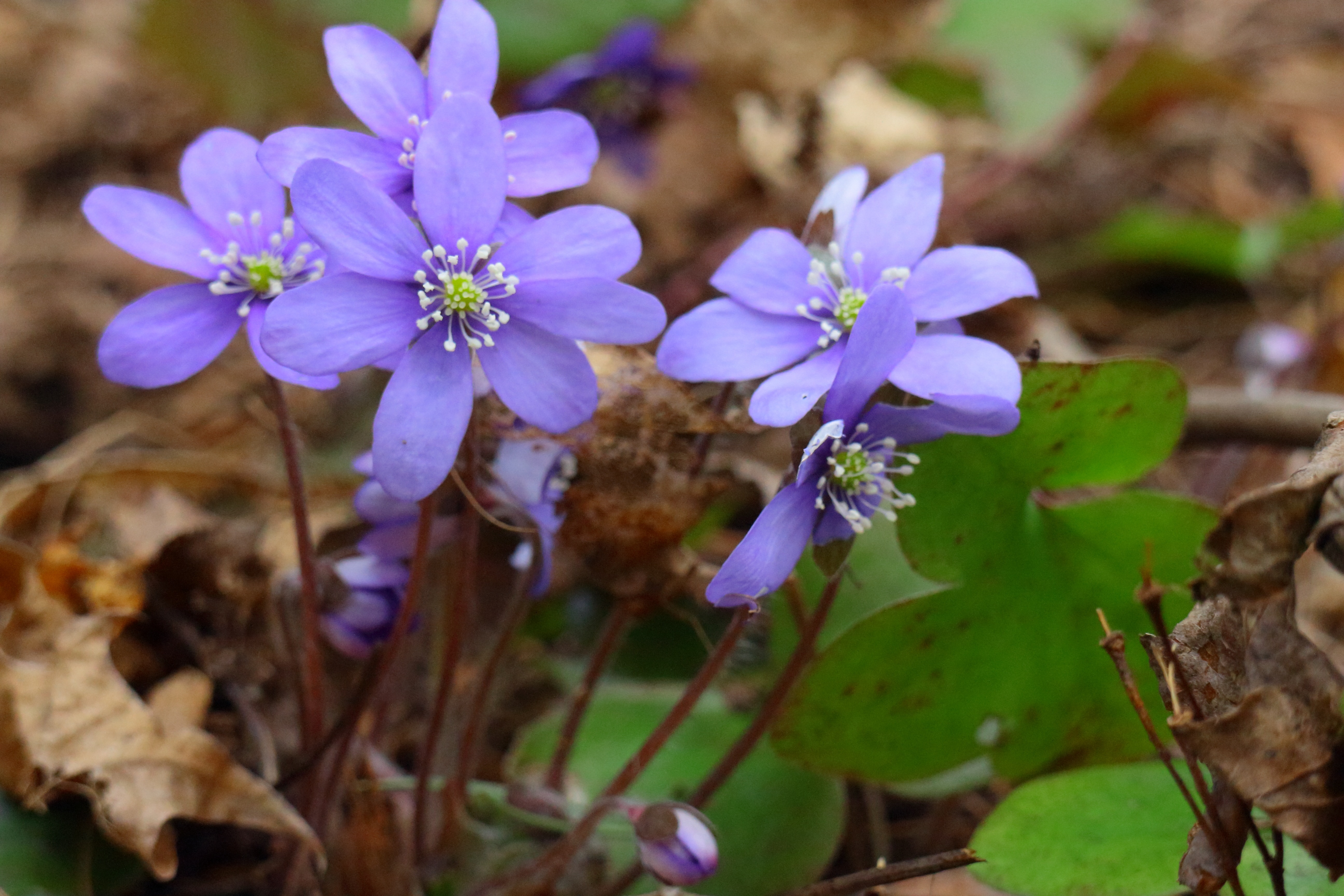 purple hepatica flowers