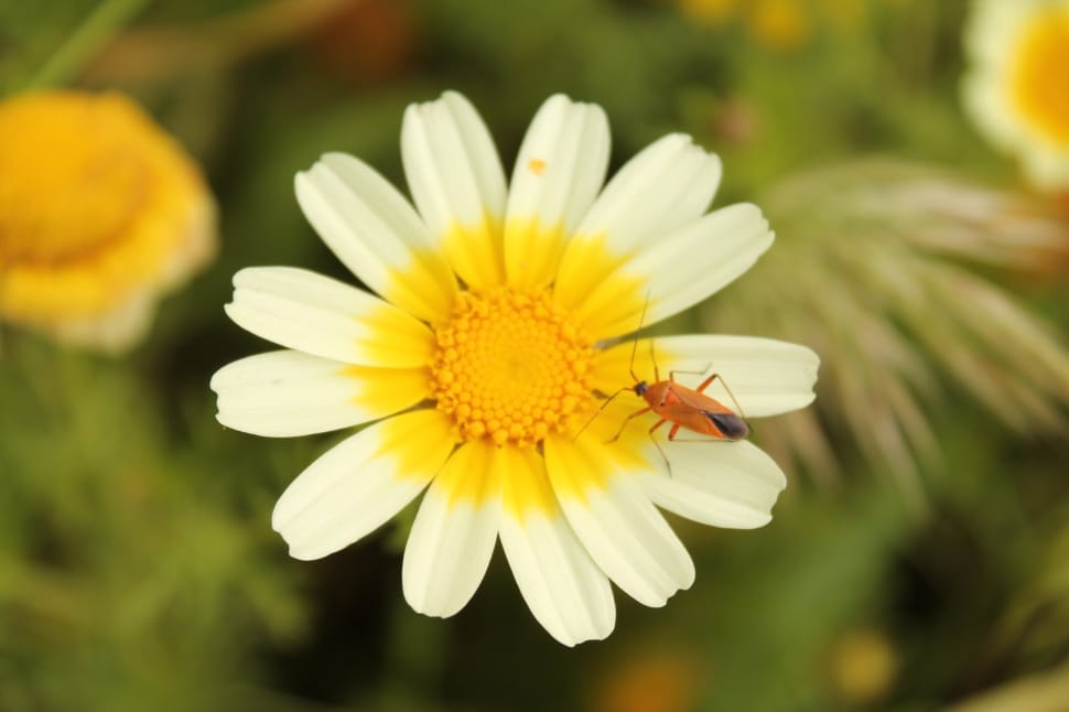 white and yellow daisy flower preview