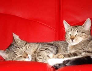 2 silver and black tabby kittens thumbnail