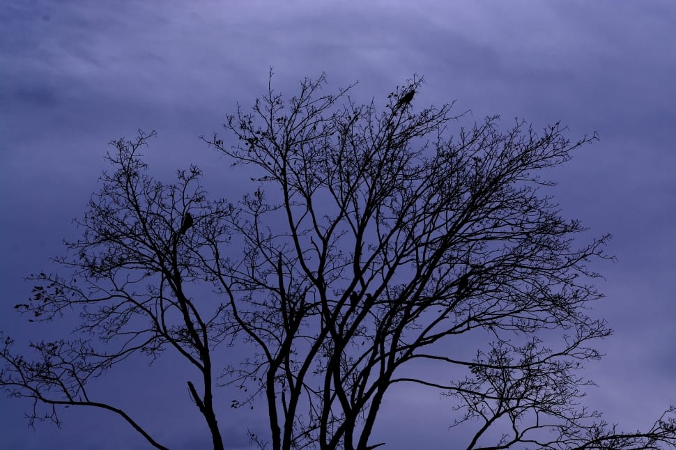 silhouette of tree during dusk preview