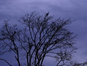 silhouette of tree during dusk thumbnail