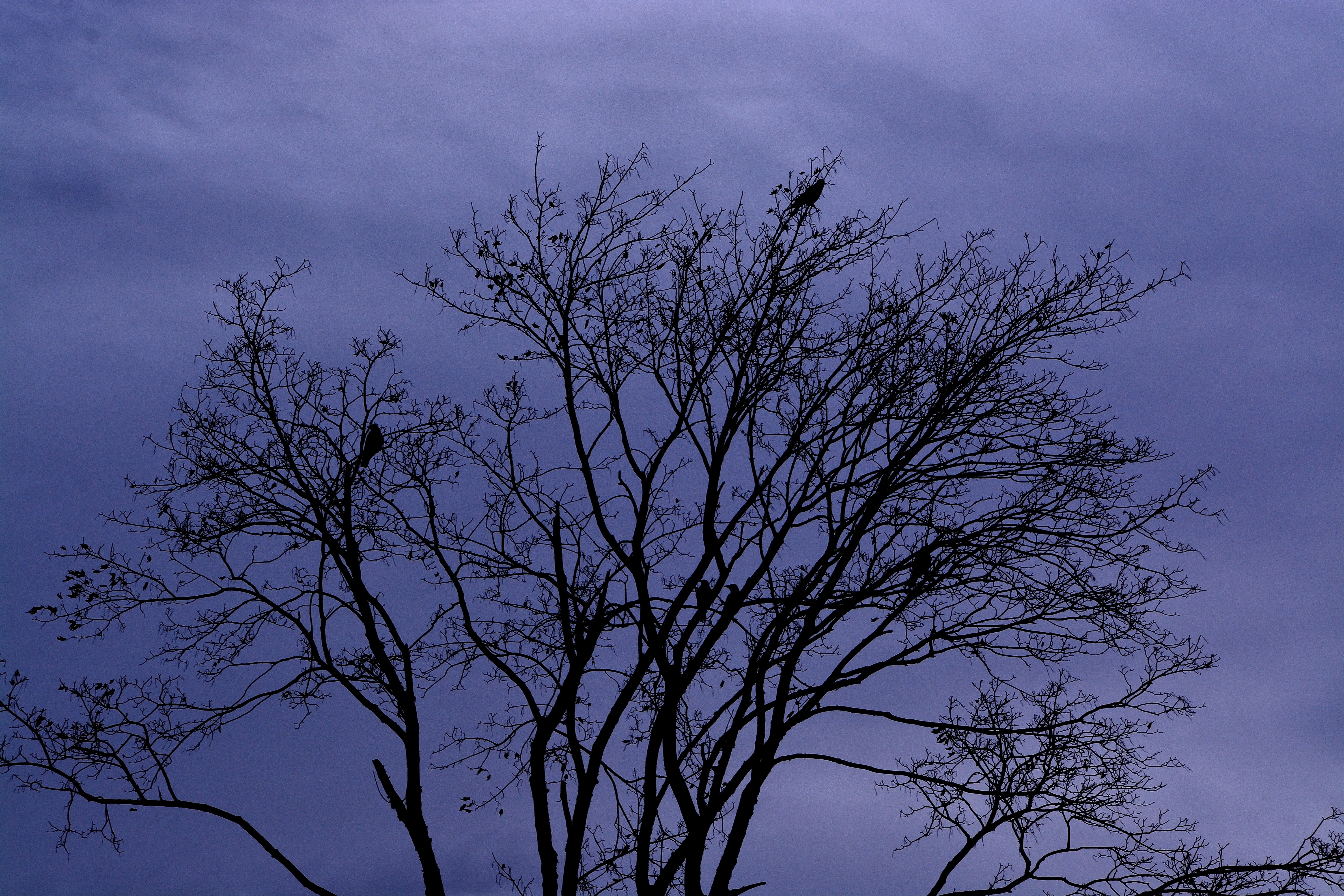 silhouette of tree during dusk