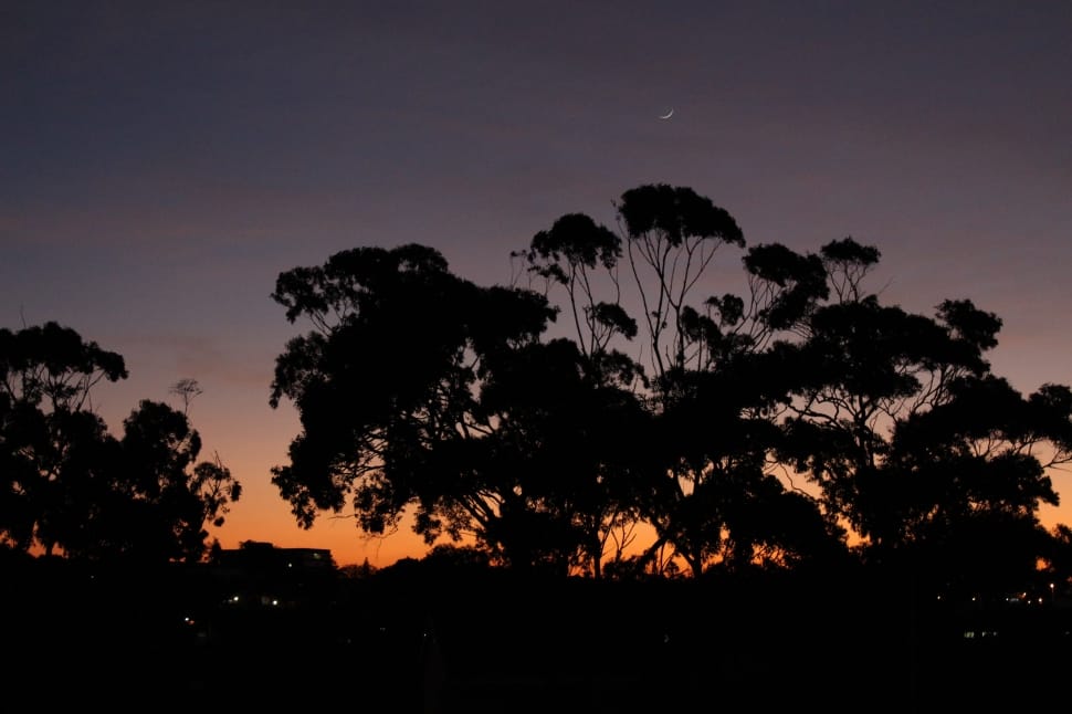 silhouette photo of trees during twilight preview
