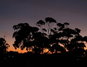 silhouette photo of trees during twilight thumbnail