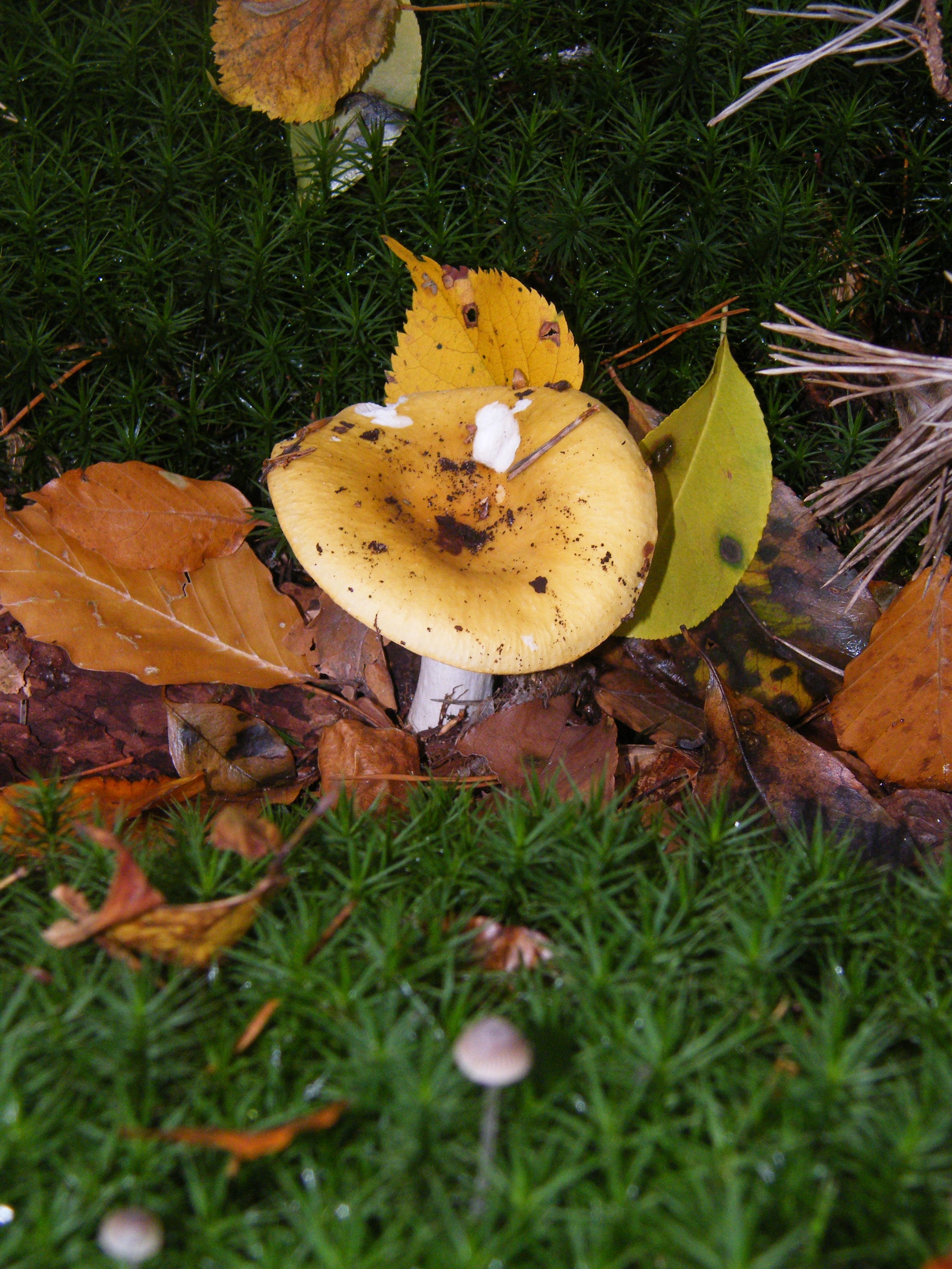 brown and white mushroom