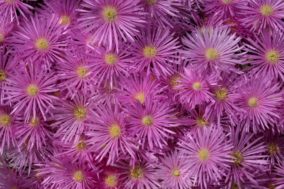 pink asters preview