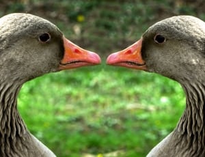 2 gray ducks thumbnail