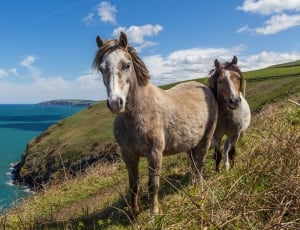two horse at seaside during daytime thumbnail