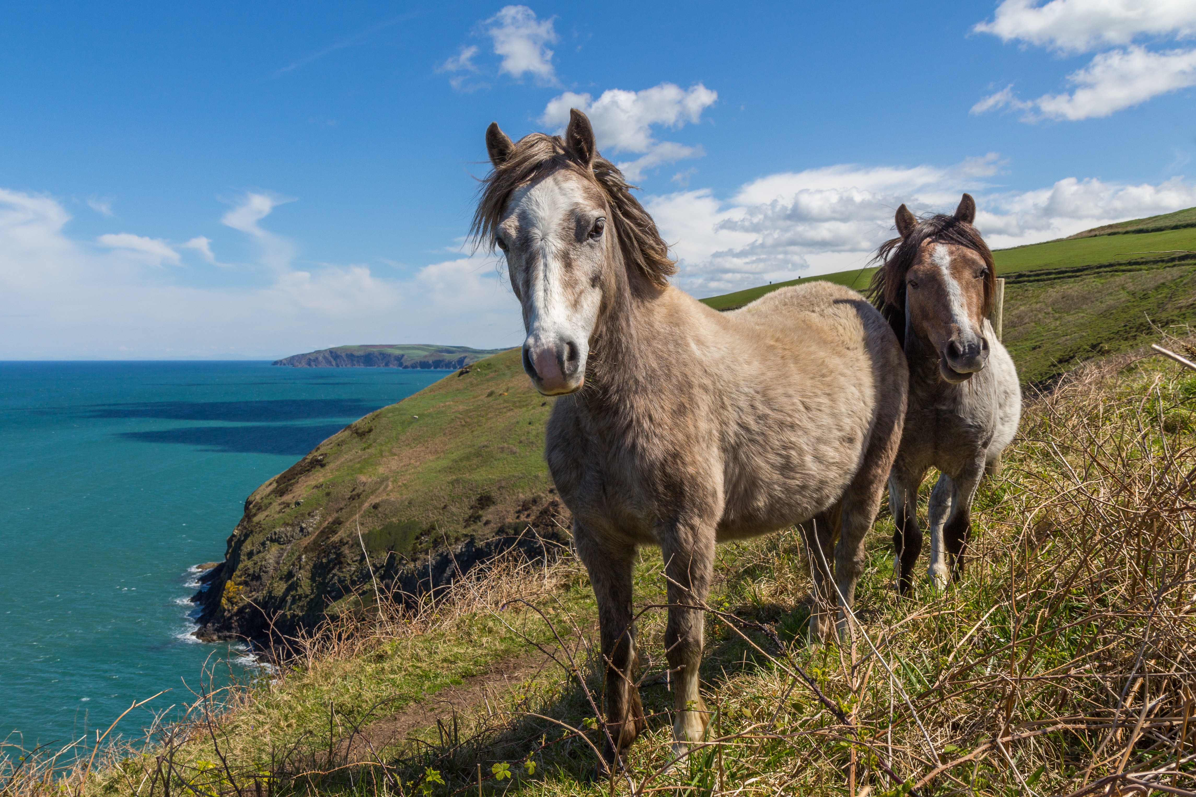 two horse at seaside during daytime