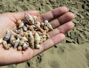 assorted sea shells thumbnail