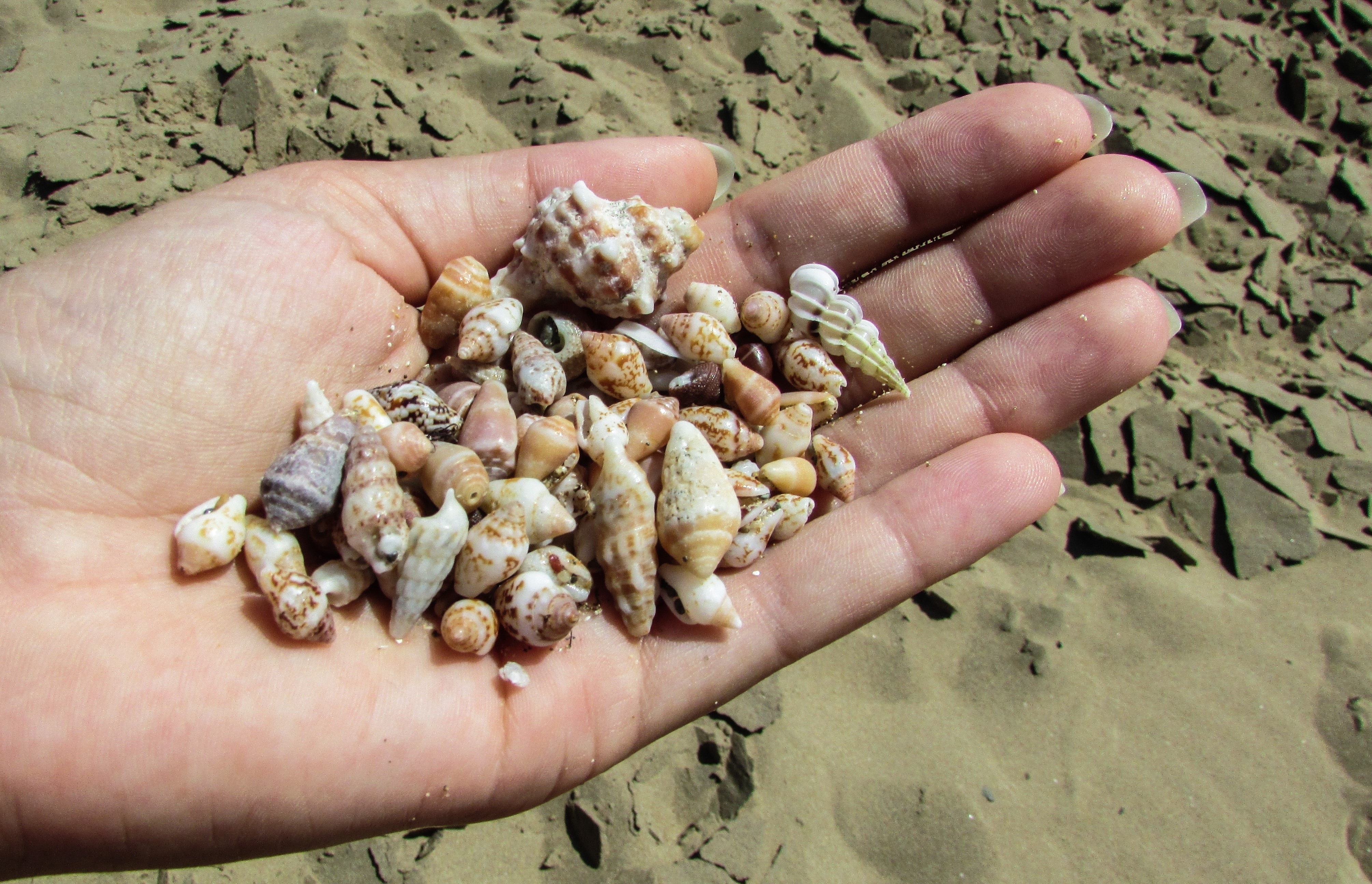 assorted sea shells