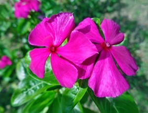 5 petal flower thumbnail