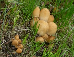 brown wild mushroom thumbnail