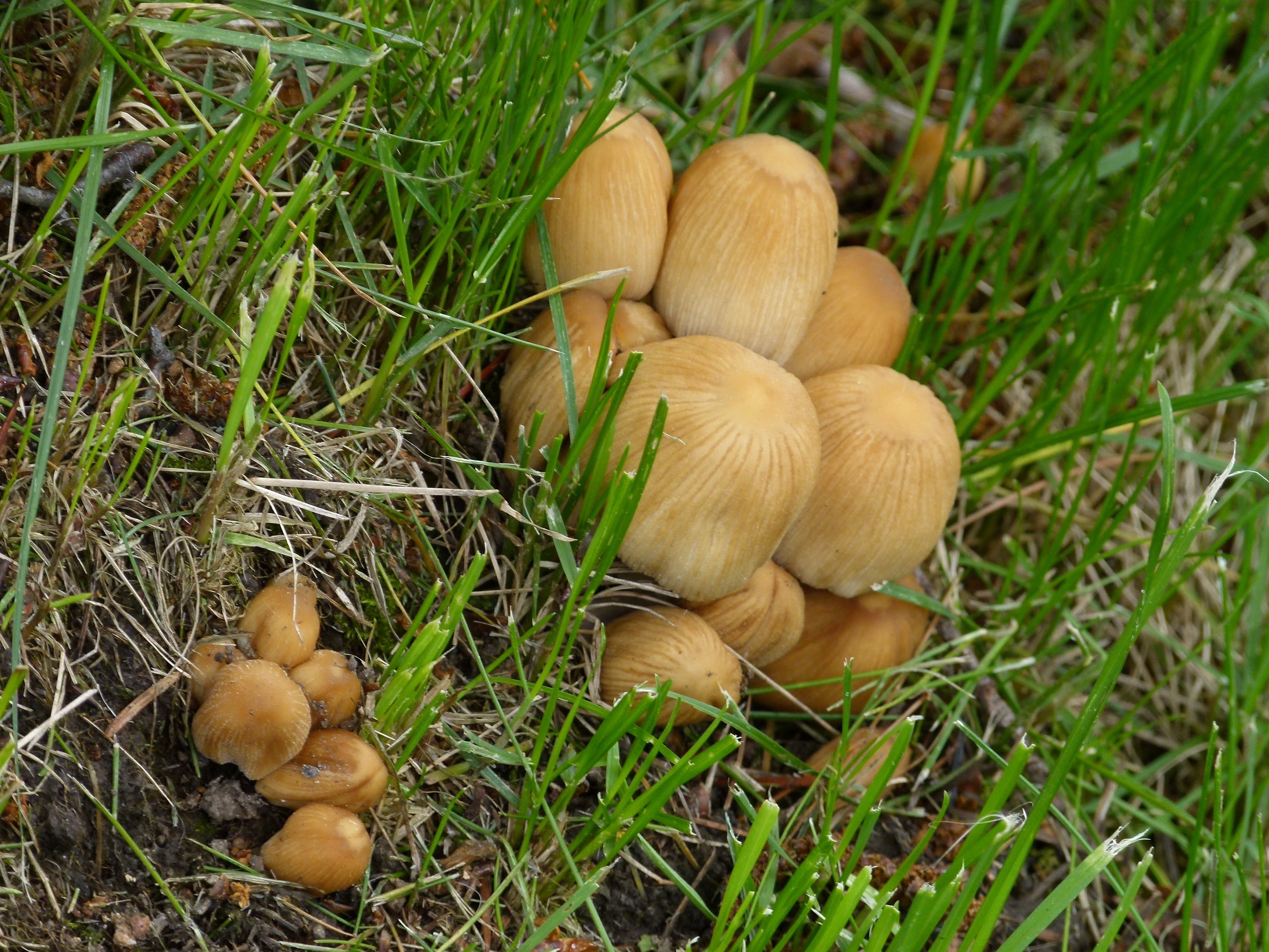 brown wild mushroom