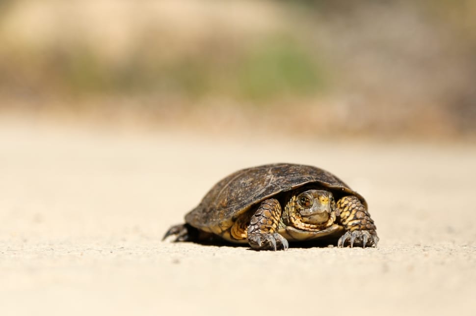 shallow depth of field photography of turtle on concrete free image ...