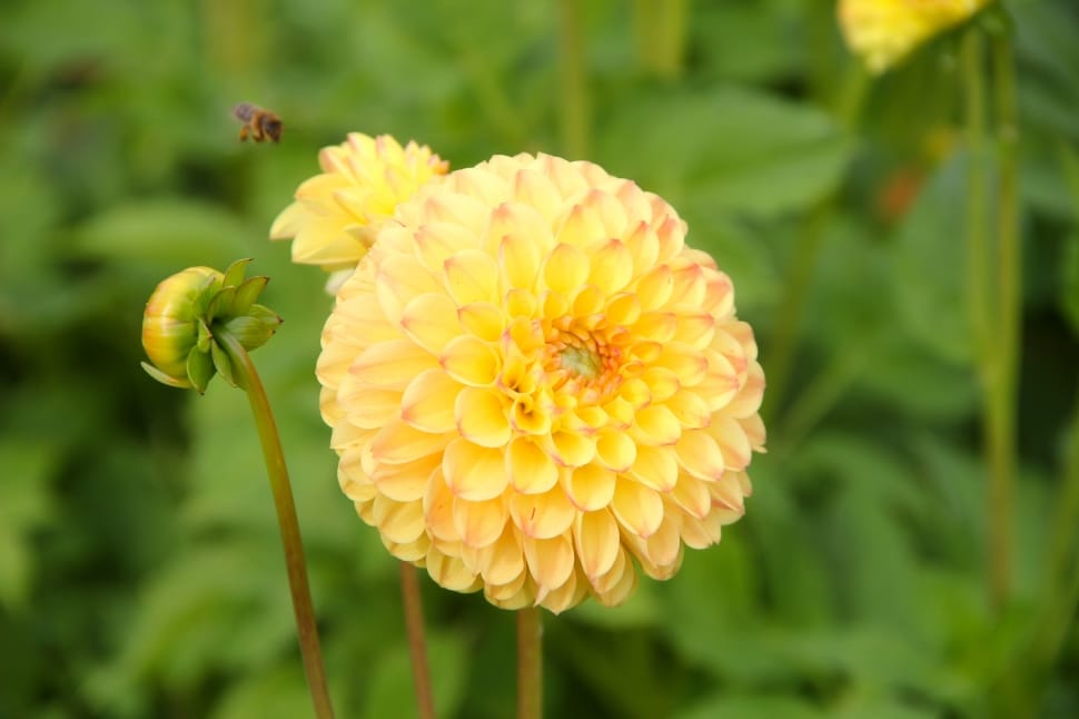 yellow multi petaled flower preview