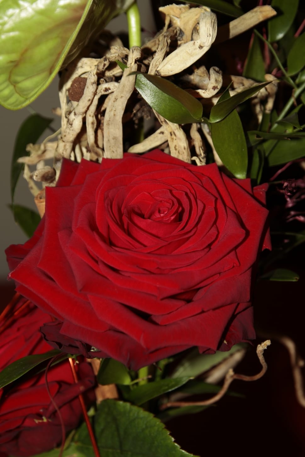 red rose preview