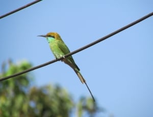 green and gray bird on black coated wire thumbnail