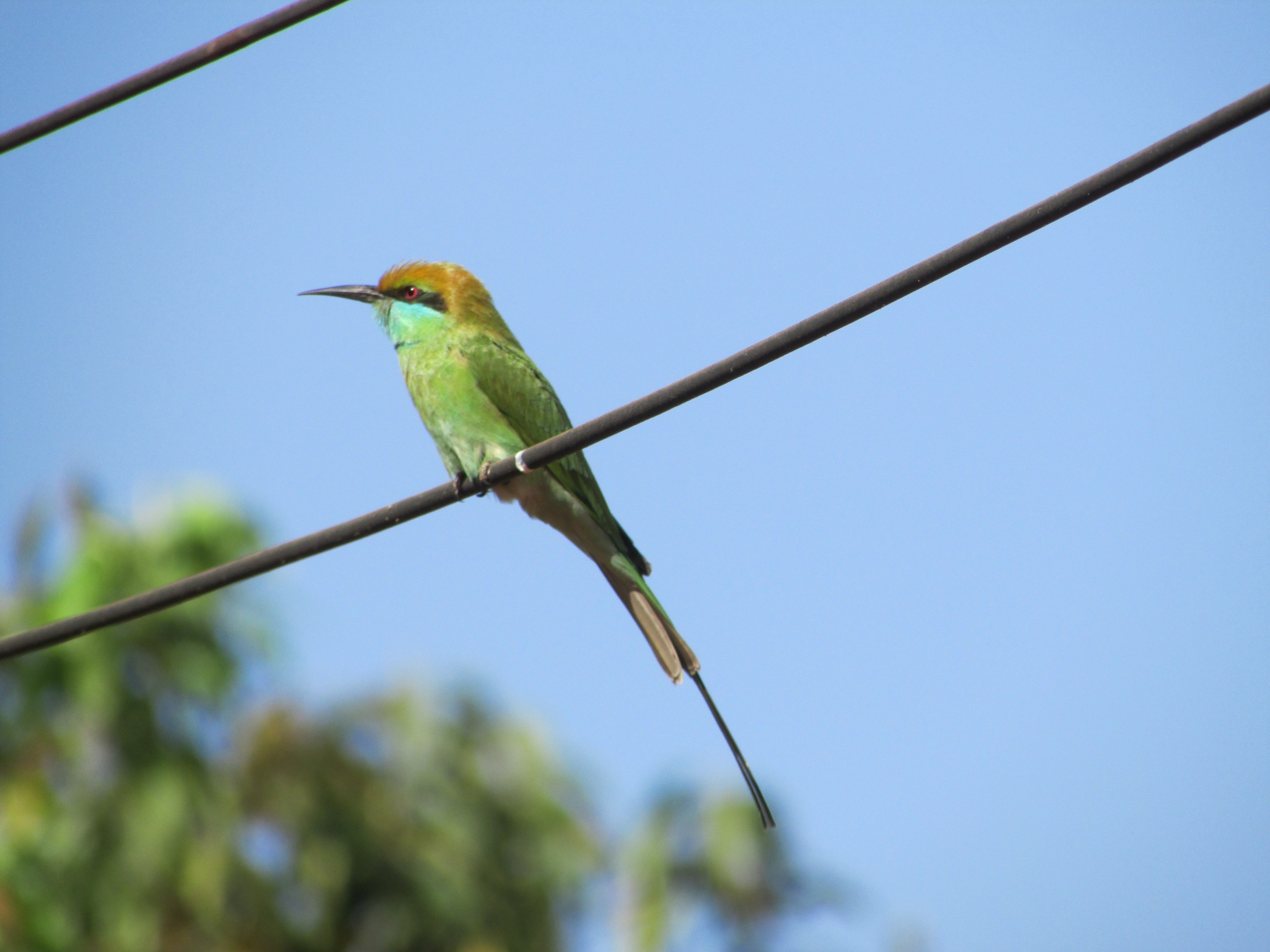 green and gray bird on black coated wire