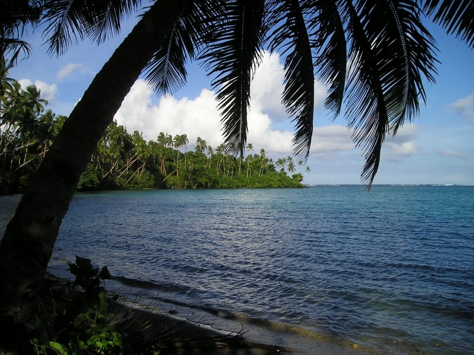 coconut tree beside seashore preview