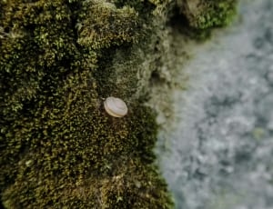 white snail shell thumbnail