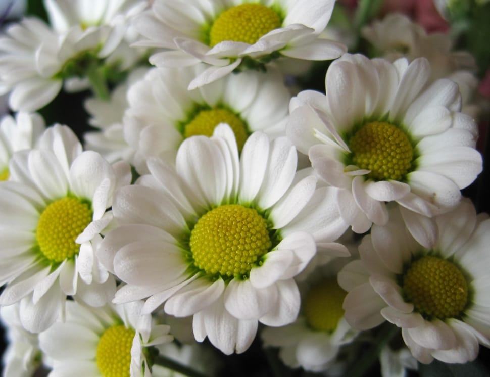 daisy flowers preview