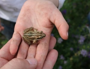 small green beige frog thumbnail