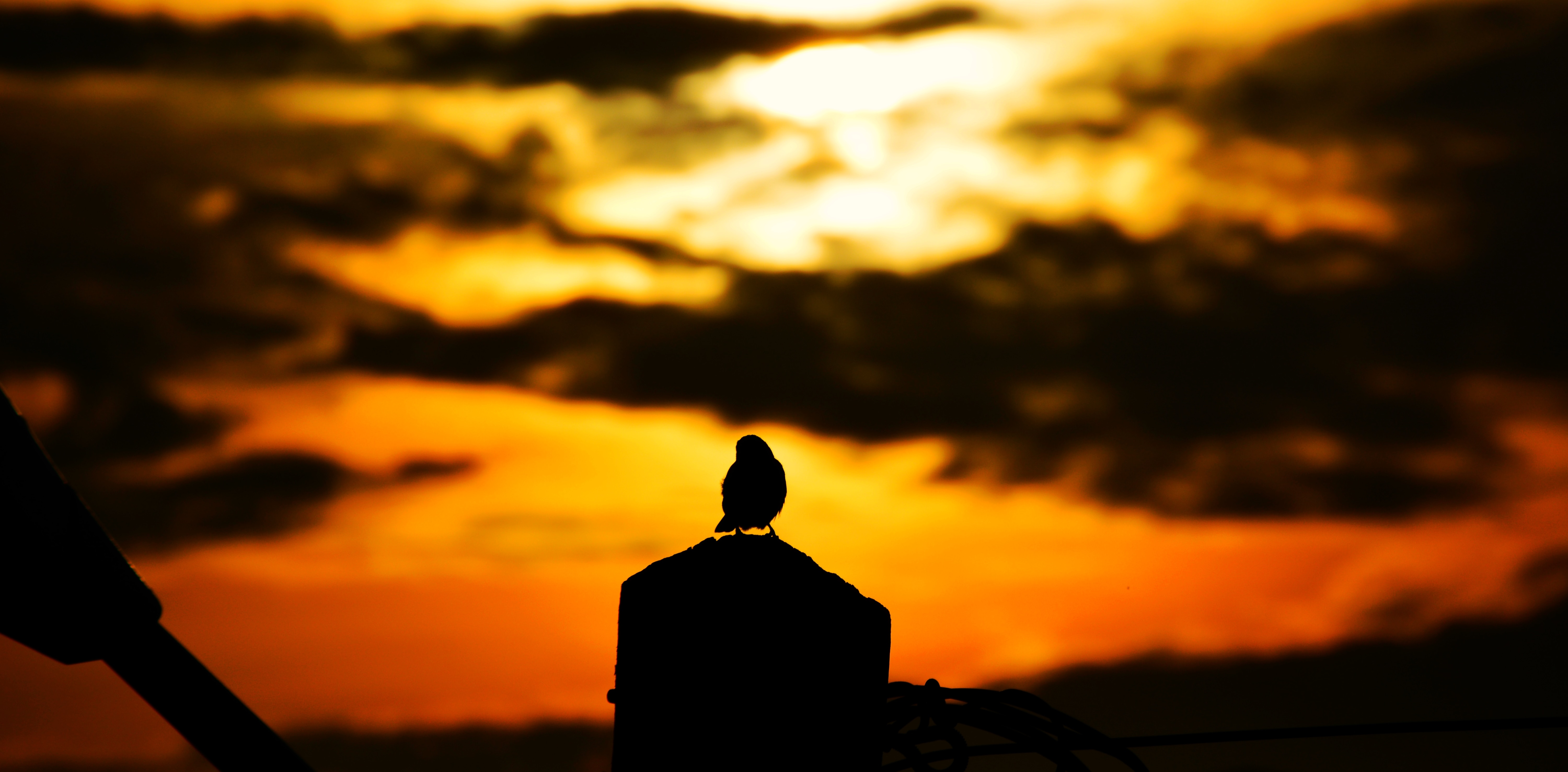 bird on rock during sunset