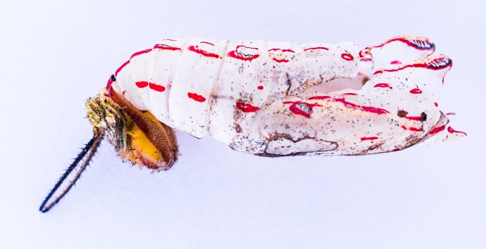 white and red pupa preview