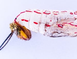 white and red pupa thumbnail