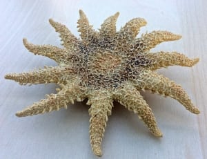 beige and black starfish thumbnail