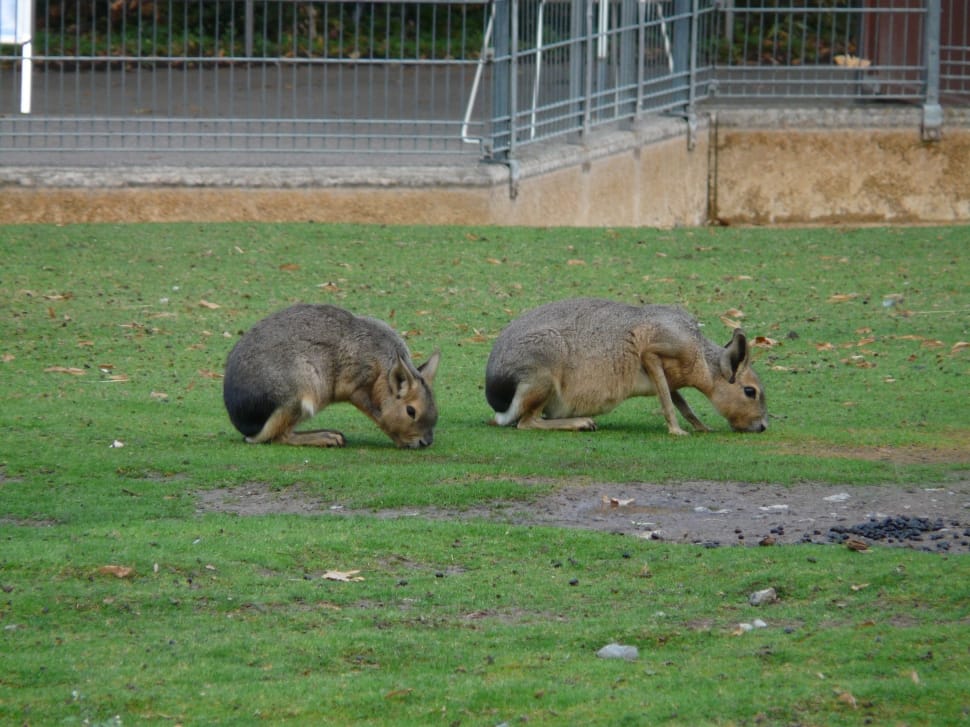 2 kangaroos preview