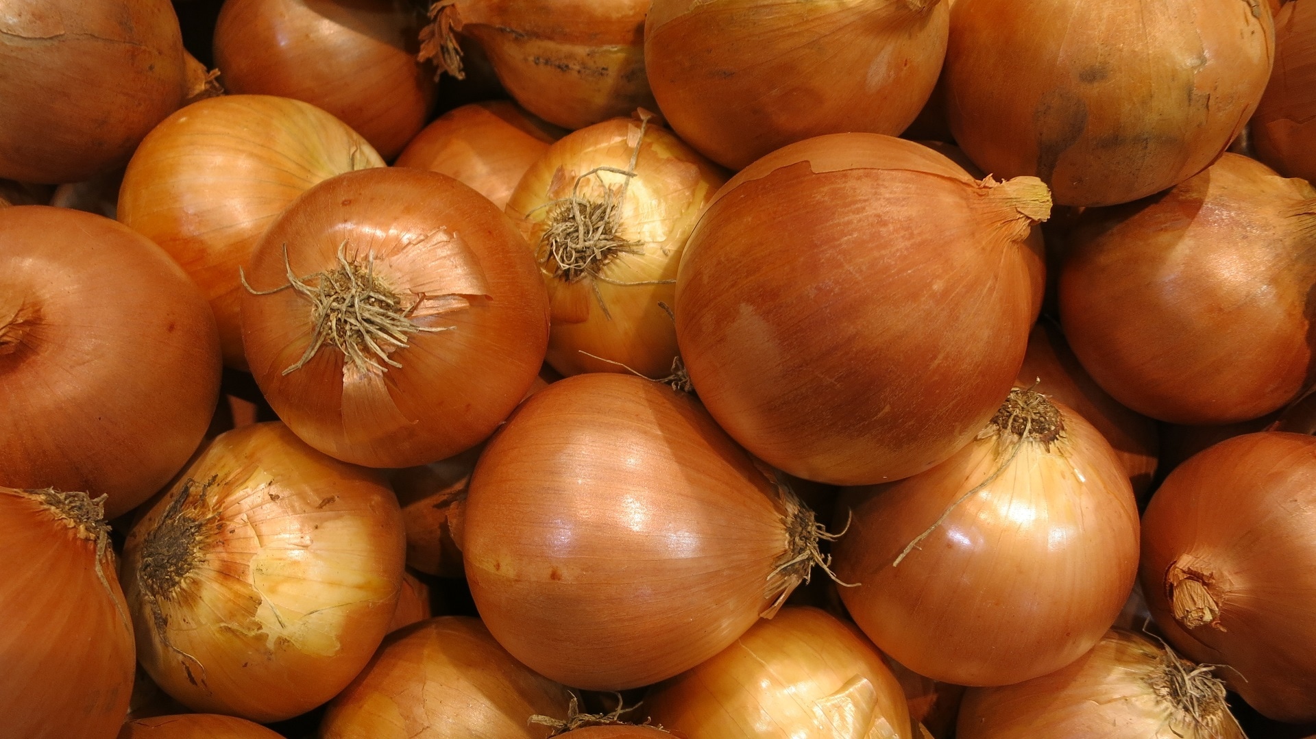 white onion lot