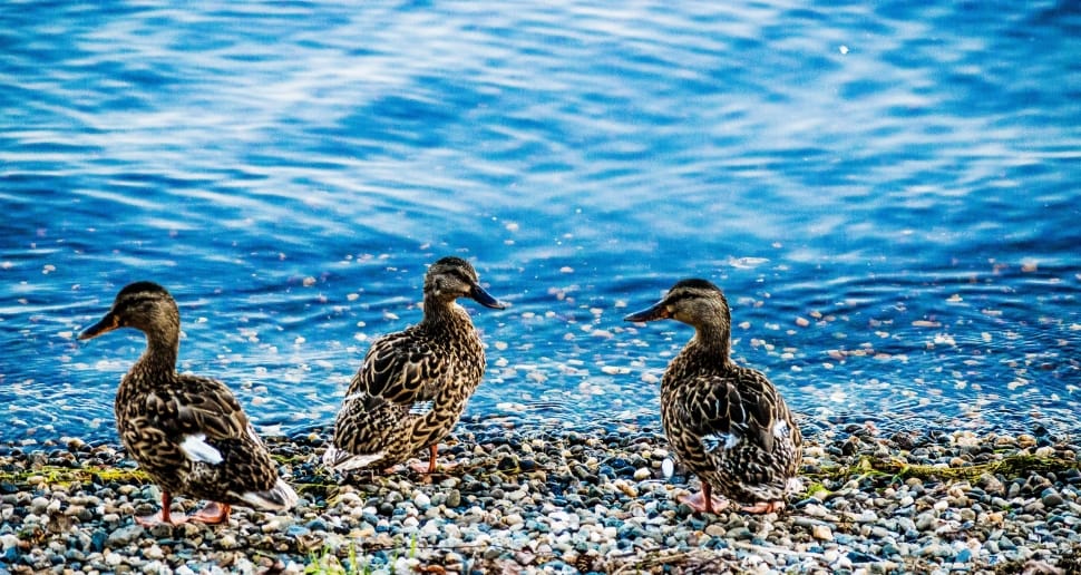 Ducks, Lake, Animals, Nature, Landscape, animal themes, animals in the wild preview
