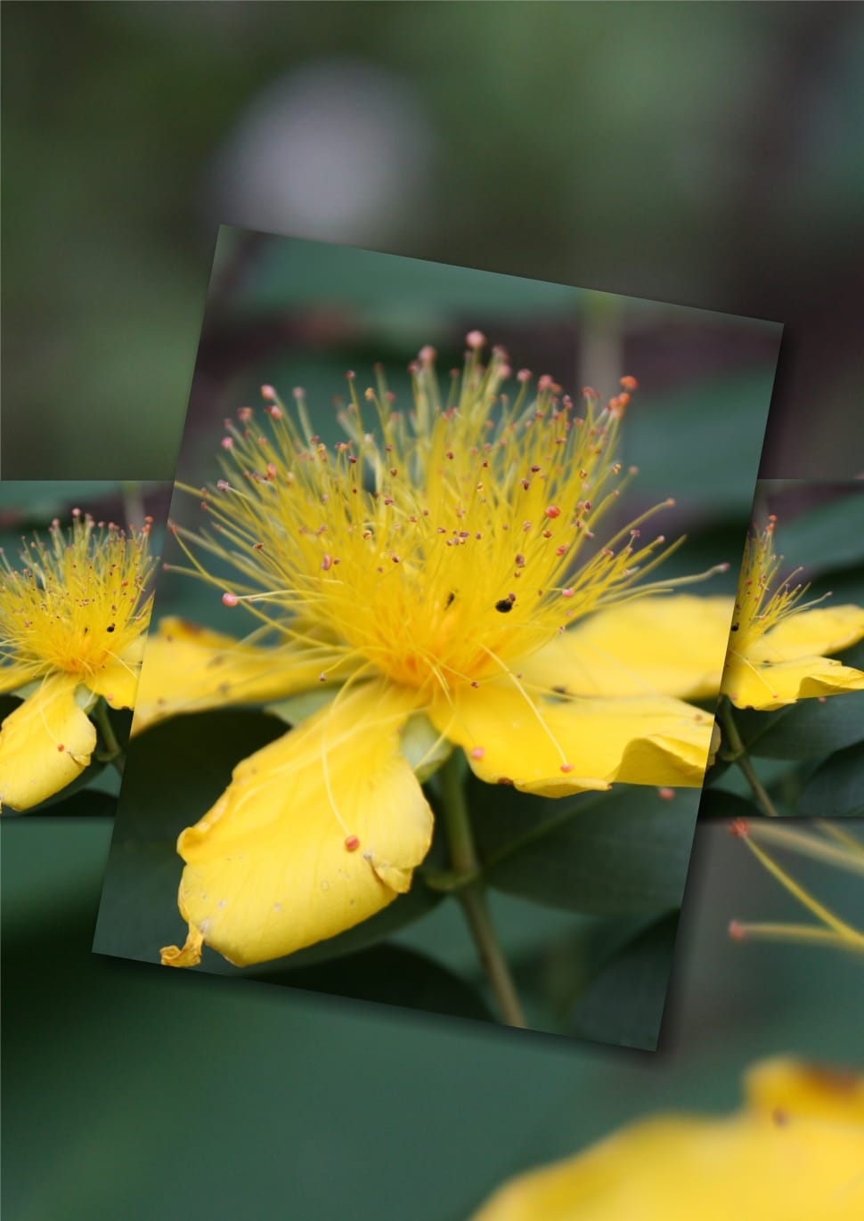 yellow petaled flower photo preview