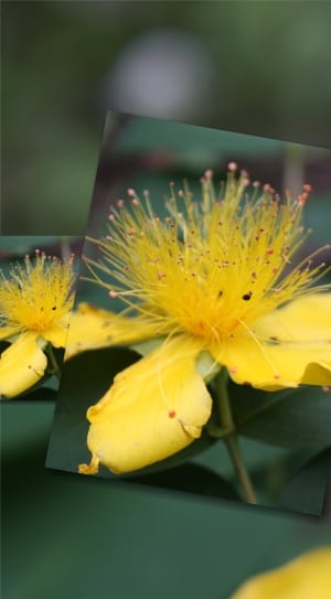 yellow petaled flower photo thumbnail