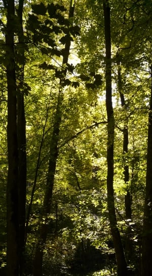 green trees photo during daytime thumbnail