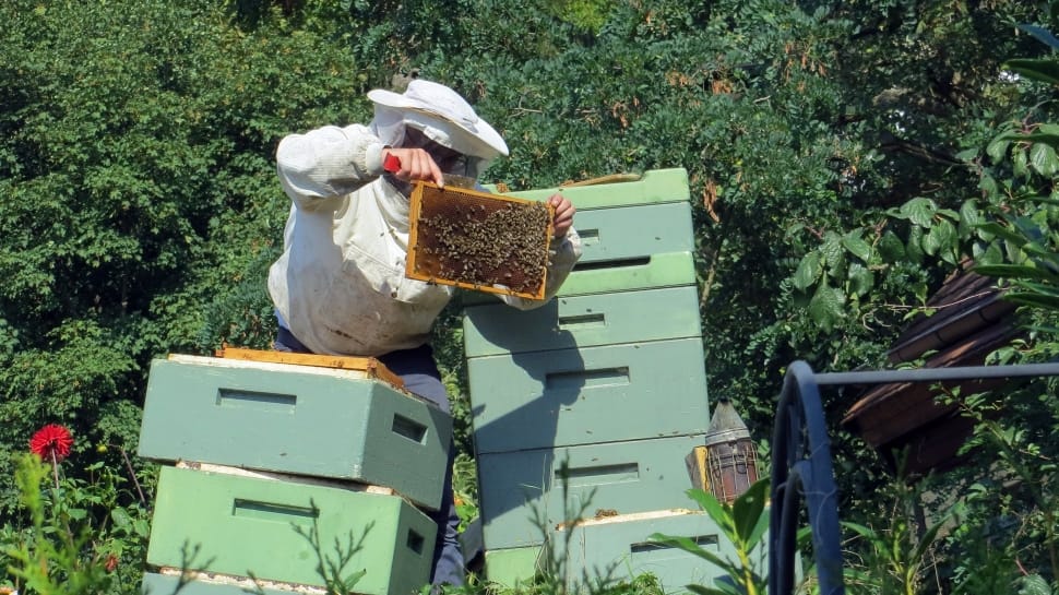 honeybees preview