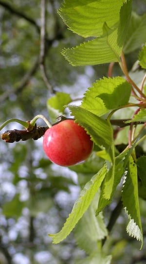 red apple in tree thumbnail