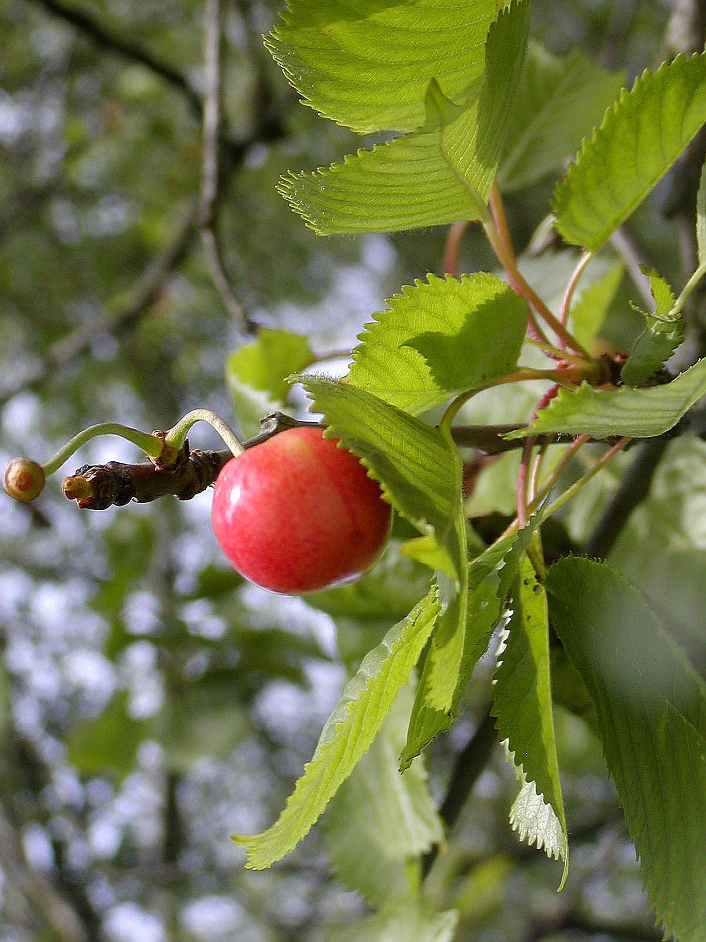 red apple in tree